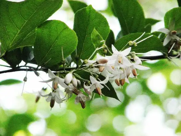 敬亭山的垂珠花