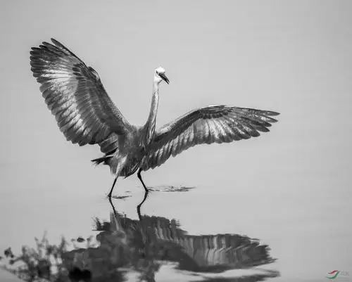 2018北戴河湿地灰白鹭合集