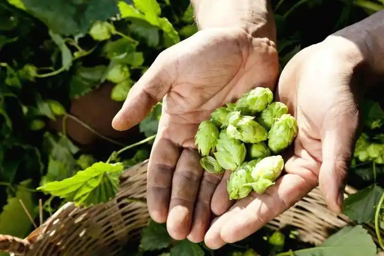 啤酒,给你一个旅行打卡的新理由_手机搜狐网