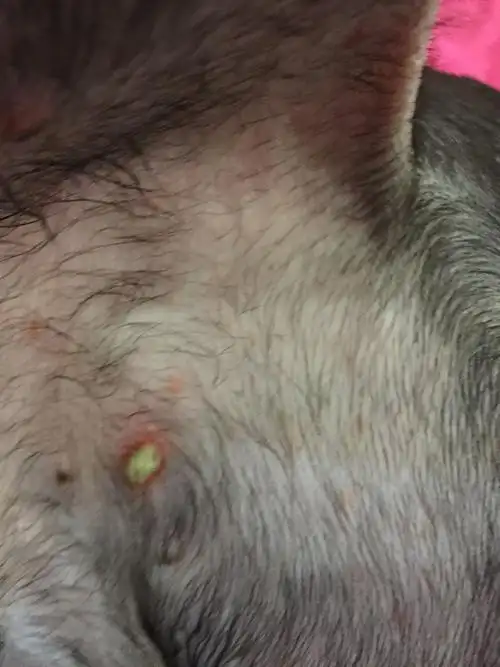 狗狗皮肤化脓这是啥情况啊