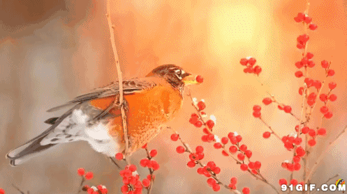 497_279gif 动态图 动图