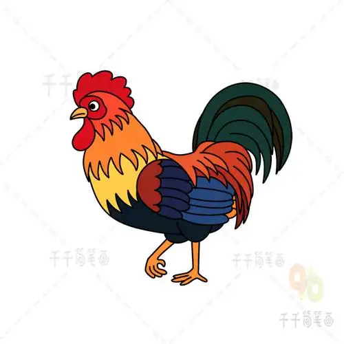第四步:涂色,大公鸡简笔画完成!