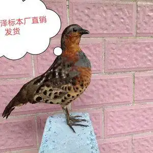 竹鸡模型标本教学科普用品湘西厂家直销发货