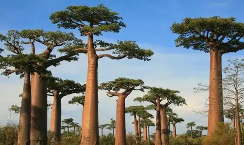 猴面包树:果实可以直接吃,堪称世界上最神奇的树!