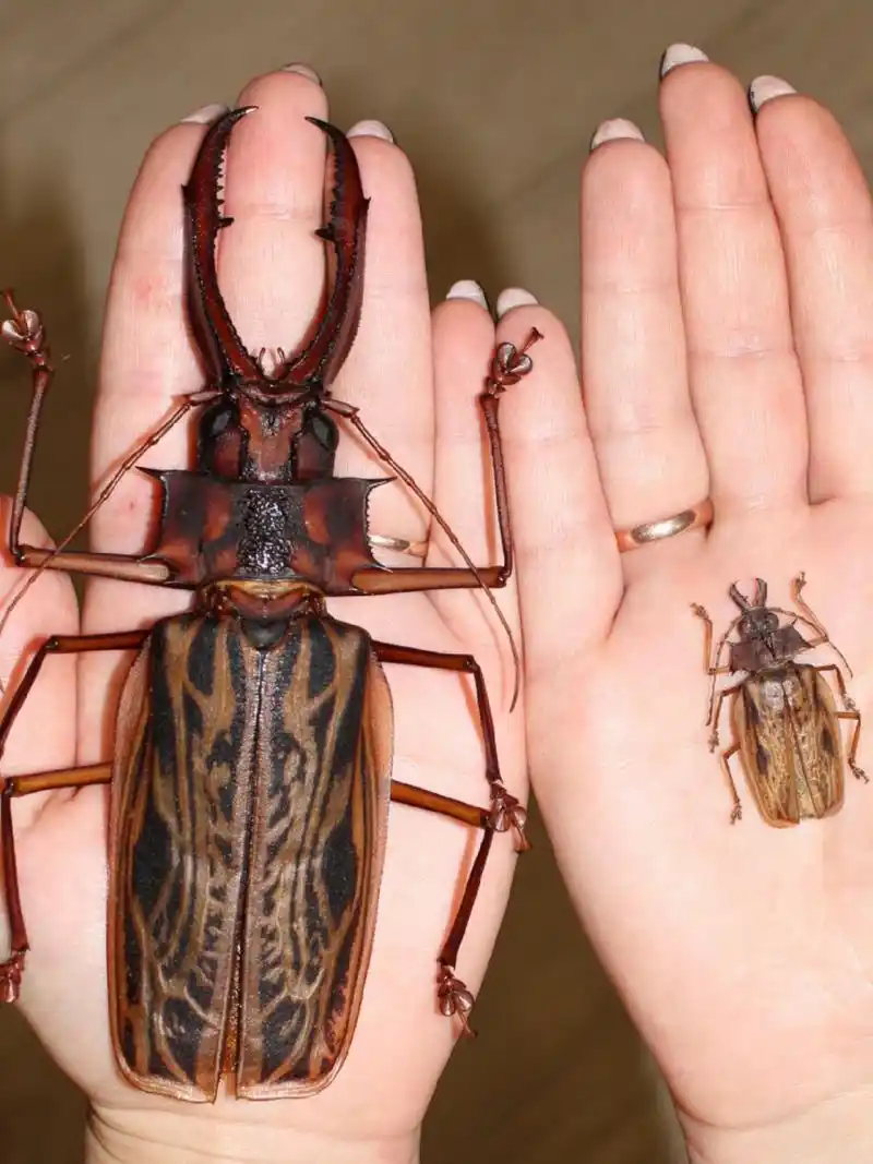 南京自然教育|神奇生物图鉴|甲虫中的巨兽 名称:鹿角长牙天牛 外文名