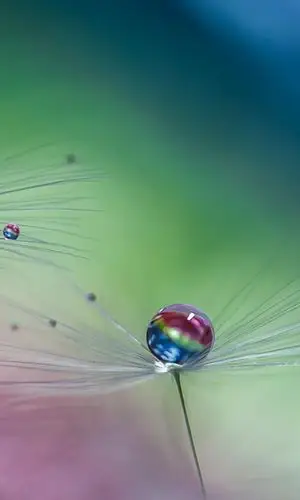 水珠唯美花卉倒映手机壁纸