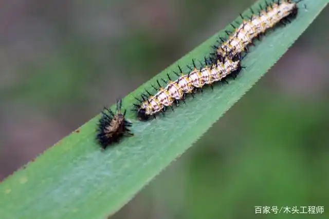 苎麻珍蝶幼虫("木头工程师"拍摄)