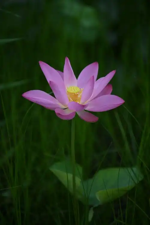 邂逅最美的荷花
