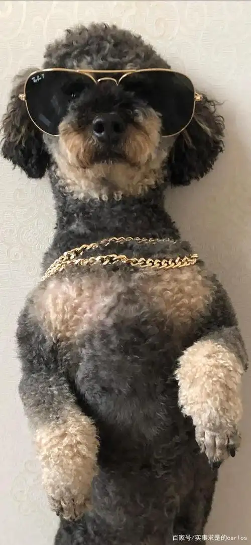 你知道铁包金泰迪吗?