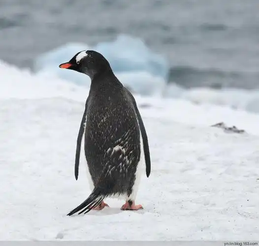 它尾巴上的毛看起来很硬,同样是鸟的尾巴,功能却大不相同.