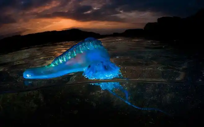 僧帽水母可是被称为全球十大最毒的毒物之一,僧帽水母的细小触手能够