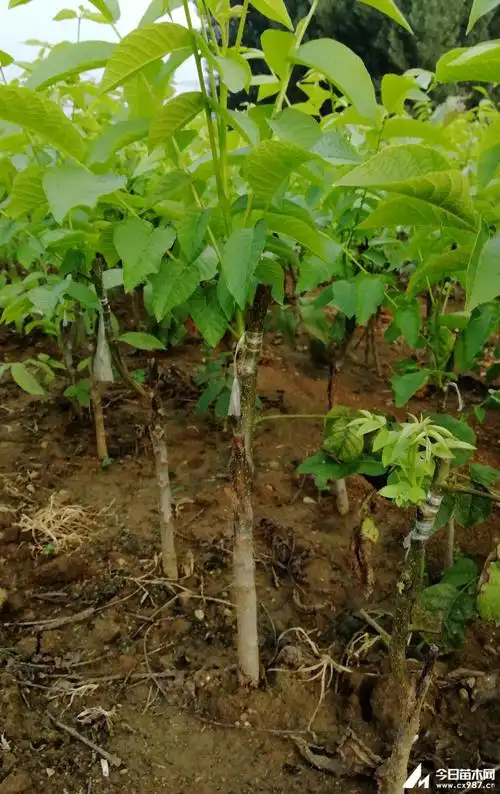 薄皮核桃苗批发