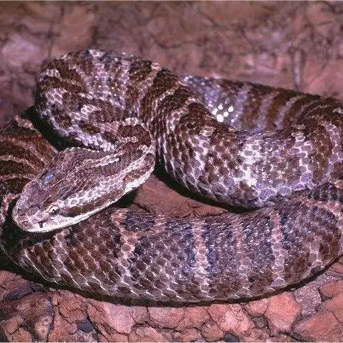 哈市民被土球子咬了上臂 黑紫组织接近坏死差点截肢