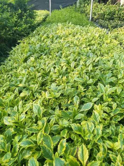 30公分金边假连翘