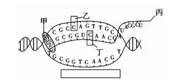 高中生物必修二 转录方向的问题
