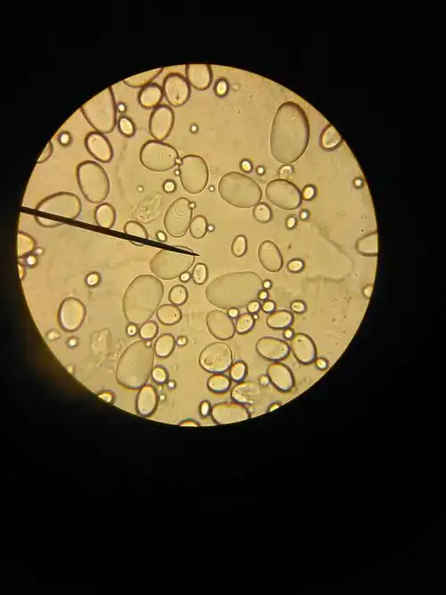 18级药剂六班药植显微镜实验小组:苏晓春49号,陈意影14号