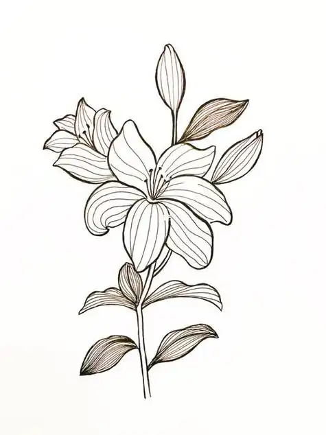 百合花的简笔画百合花的简笔画怎么画最好看又简单