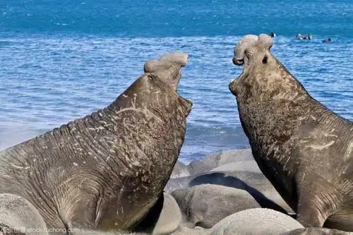 海豹,海狮,海象,海牛和海狗,这些"海"字辈的,你分得清吗?