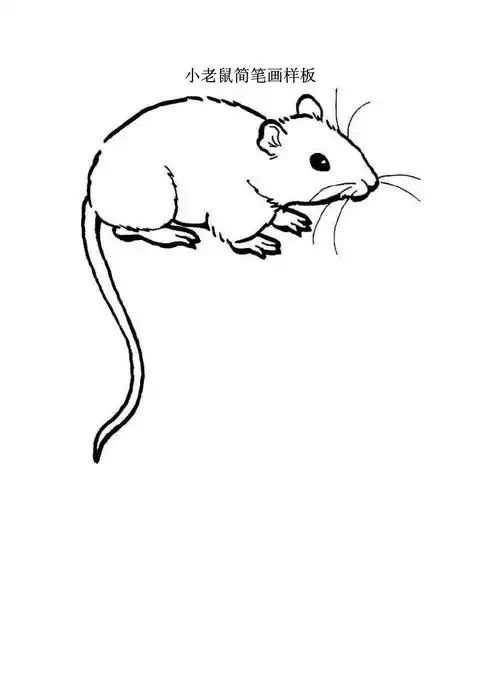 小老鼠简笔画_第1页
