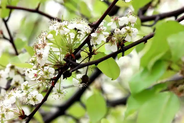 梨 树 花 开
