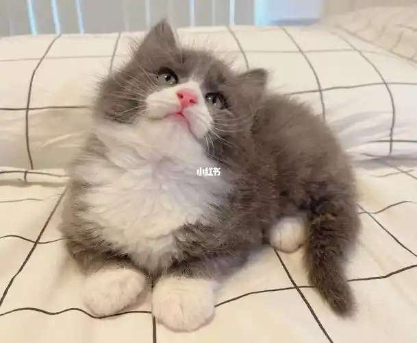 布偶混血弟弟坐标悉尼#悉尼生活  #悉尼宠物  #悉尼猫咪  #悉尼布偶