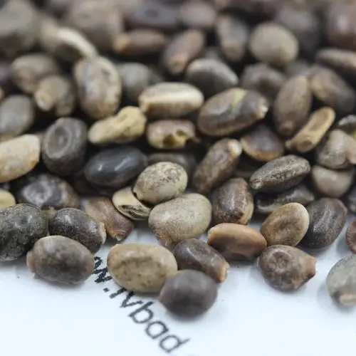 鲁冰花的播种时间及管理方法