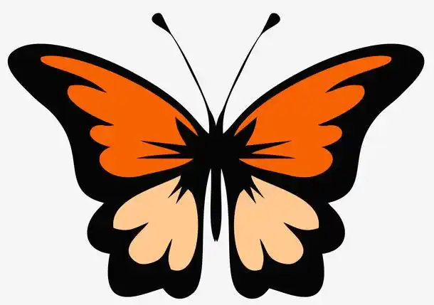 对称矢量黑边蝴蝶