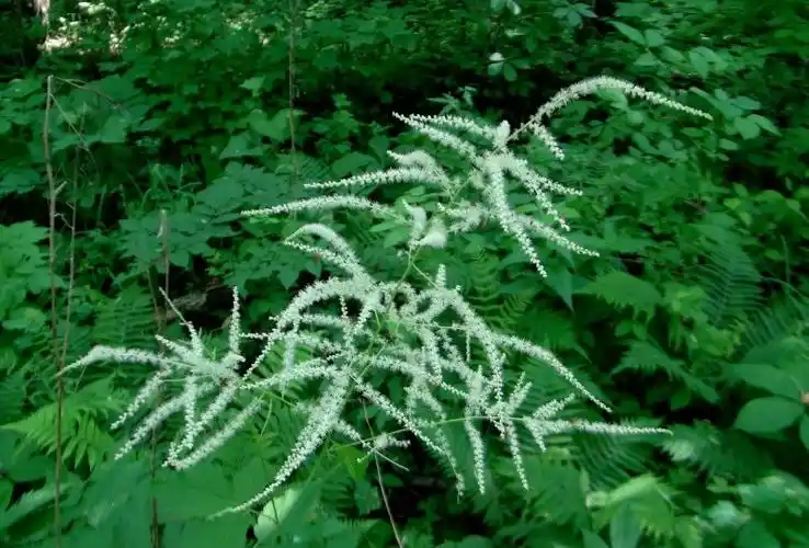 日月峡中草药:野升麻