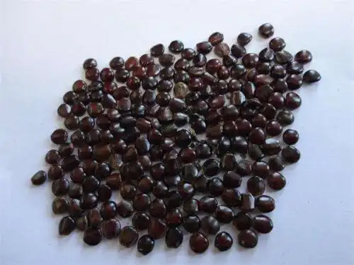 枳椇子的禁忌必须慎重服用