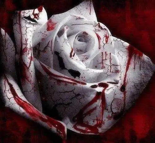 葬爱家族覆灭记