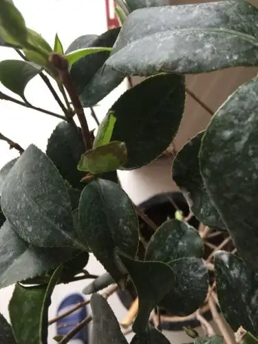 茶花老是掉叶子,干枯 喷了多菌灵,也不行. 求大神指教.