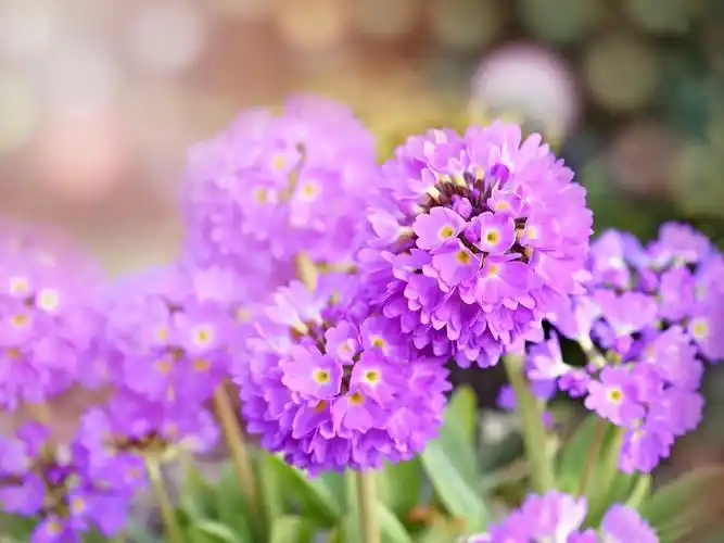 描述: 紫园粉红色的花朵-春天自然高清壁纸 当前壁纸尺寸: 1600 x