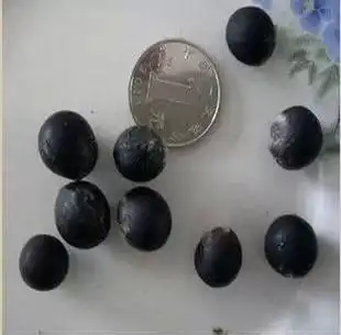 菩提树种子 印度 沙罗双树 菩提子种子 绿化行道林木苗木植物