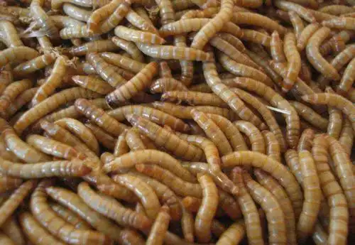 小时候养仓鼠,七八只的样子,为了给它们补充营养经常要去买面包虫,就