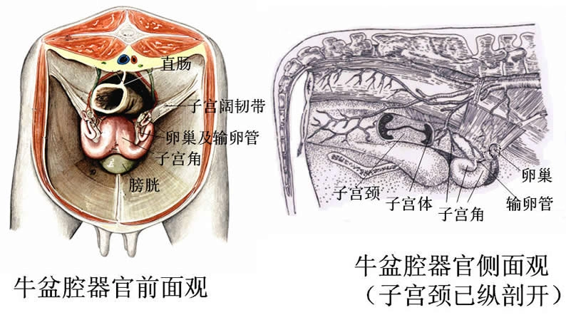 检测牛妊娠初期的情况时,一是要提前清理牛粪便,二是要找准找准子宫
