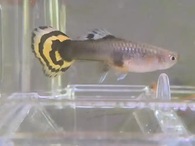 孔雀鱼怀孕了吗