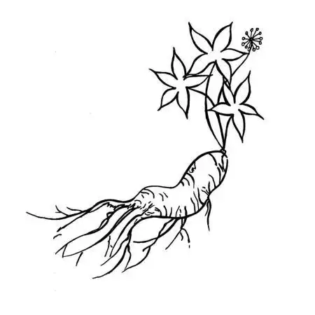 人参的简笔画.