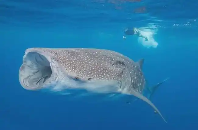 鲸鲨|鲨鱼|虎鲸|虎鲨|鲸鱼_网易订阅