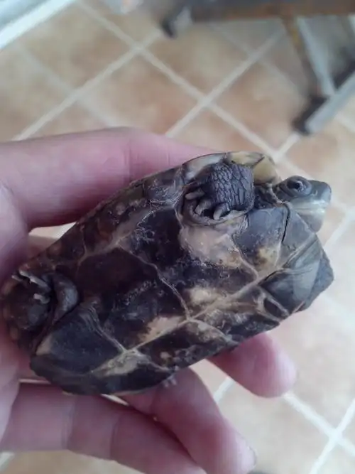 请问我的这只草龟的腹部是怎么回事啊,求大神!