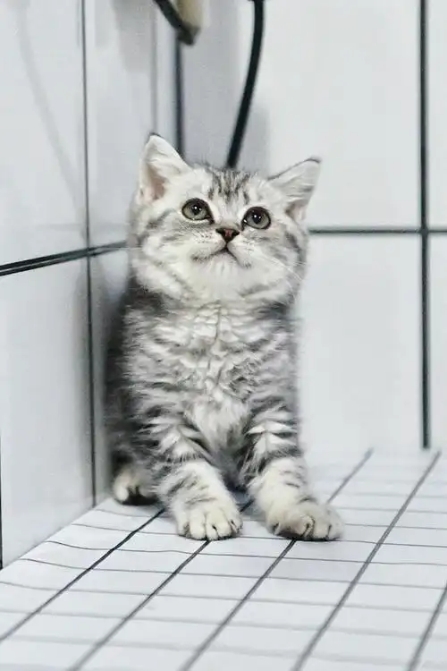 蓝白 美短 银渐层 性格好奶里奶气🔹🤞🏼包三针疫苗