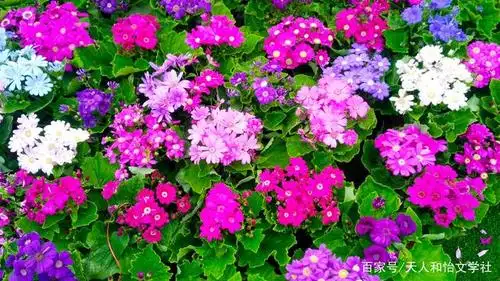 春天盛开富贵花——瓜叶菊