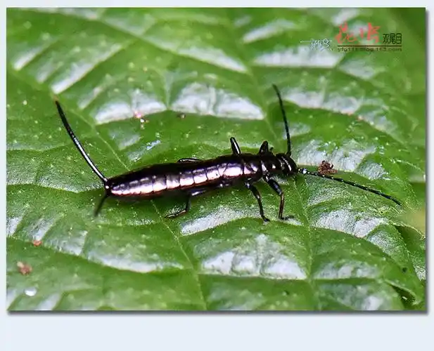 双尾目昆虫        双尾目昆虫因腹末有1对尾铗