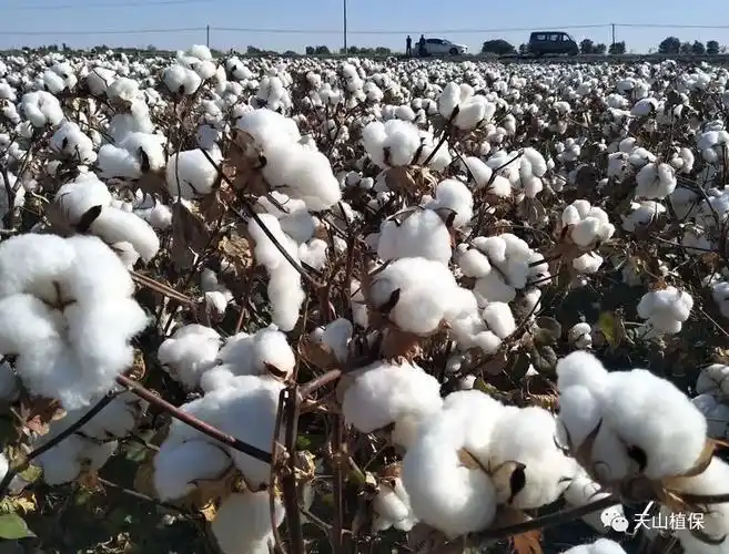 棉花- 优质问答专区