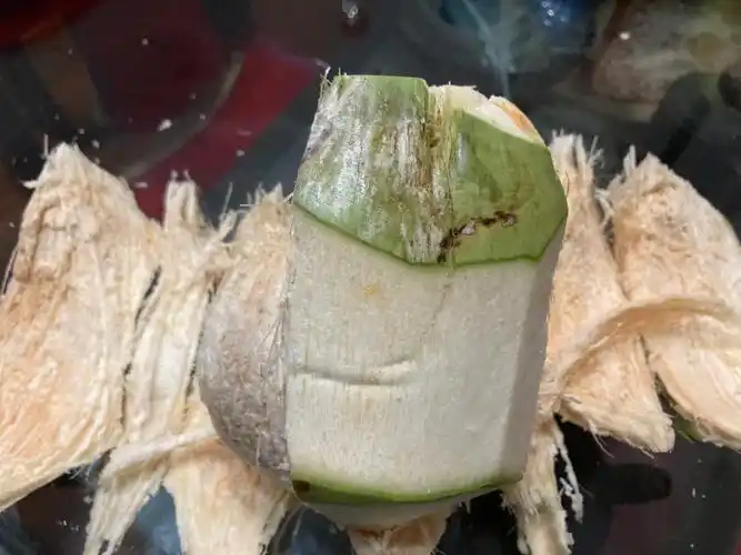 开椰子前先在小红书学习了一下,实际操作起来徒手还是真扒不开椰青