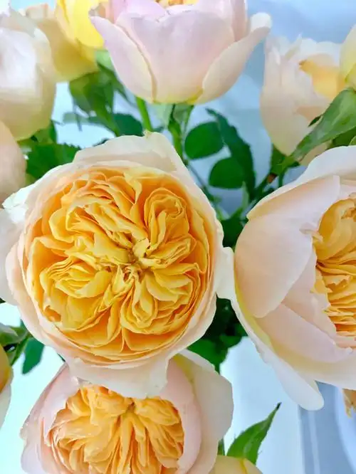 40r30枝的奥斯汀玫瑰是真香啊