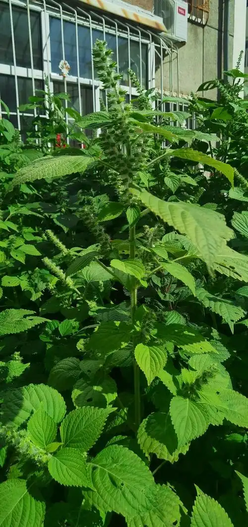 让胡路区:野苏子