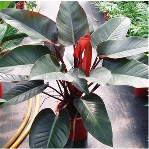 大叶金钻红钻植物盆栽花卉室内耐阴好养四季常青大型观叶客厅绿植