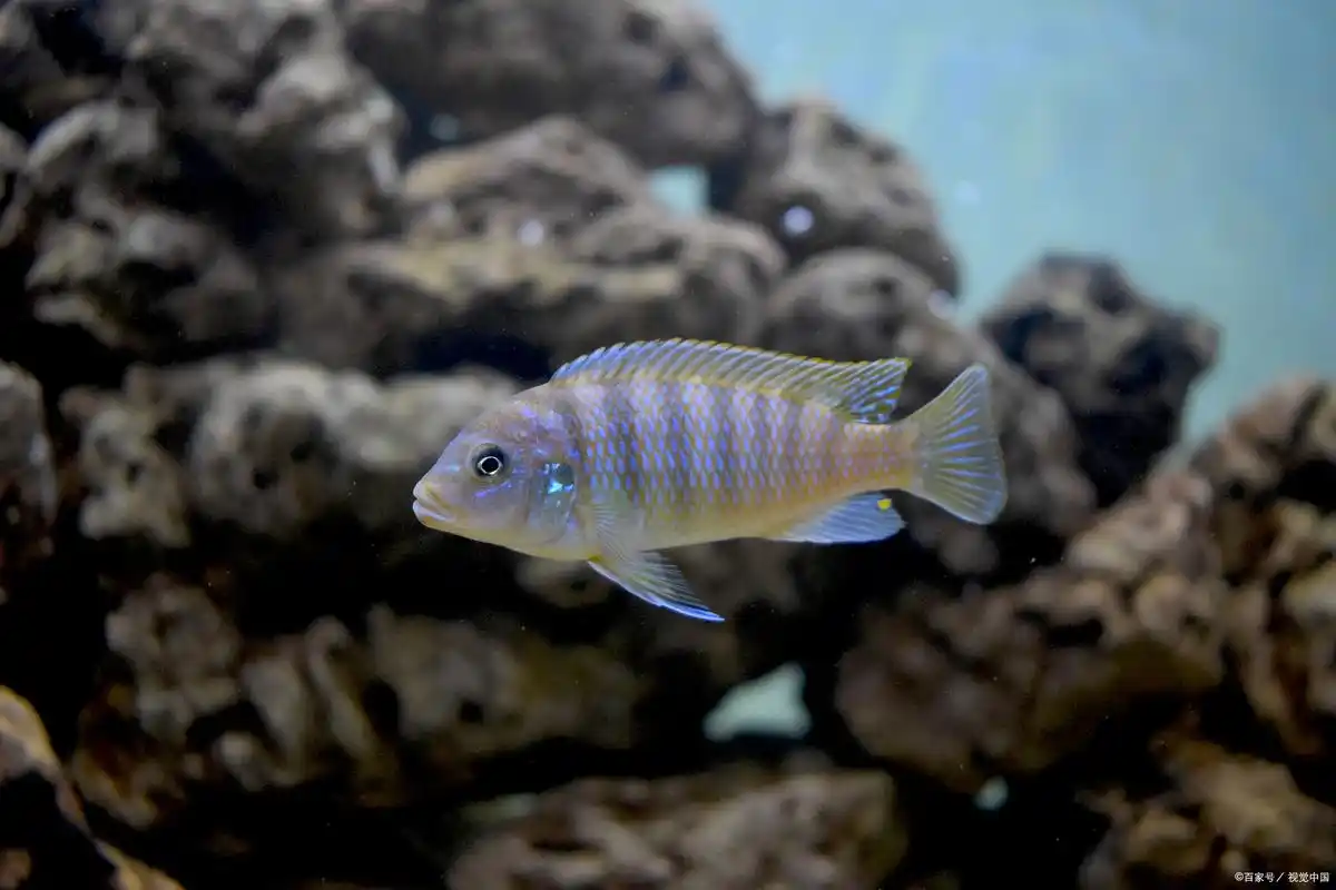 斑马鱼是广泛饲养的小型淡水观赏鱼,因其身体上的条纹而得名