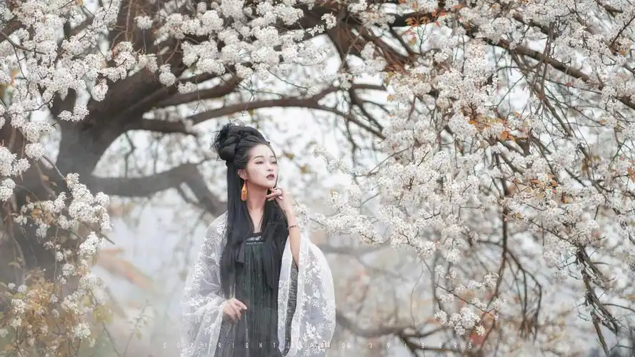 又是一年梨花季