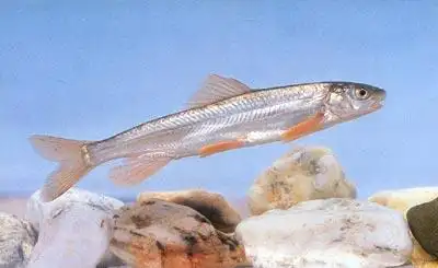 淡水鱼博物馆_中国科普博览